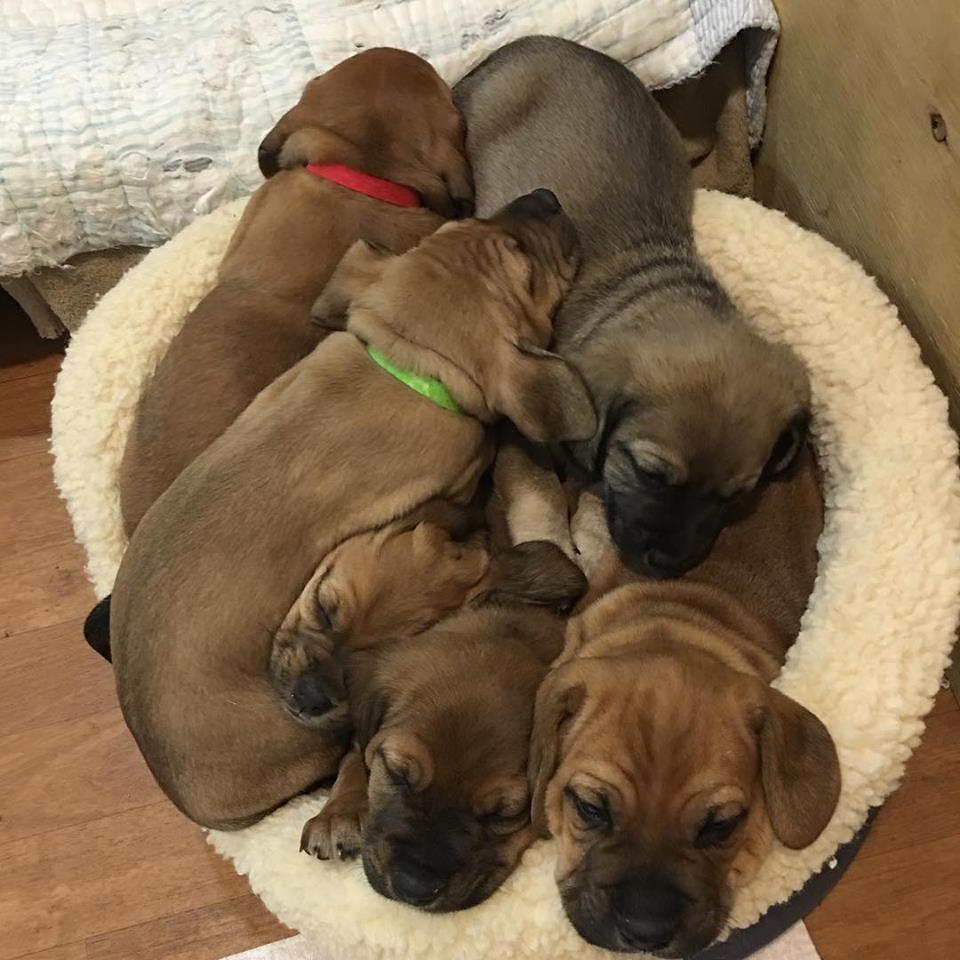 29542160_10155440017657405_3515003854531138817_n