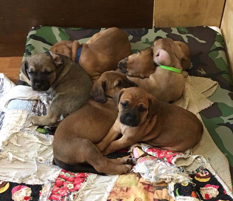 29542442_861132447392202_2145357187786406170_n