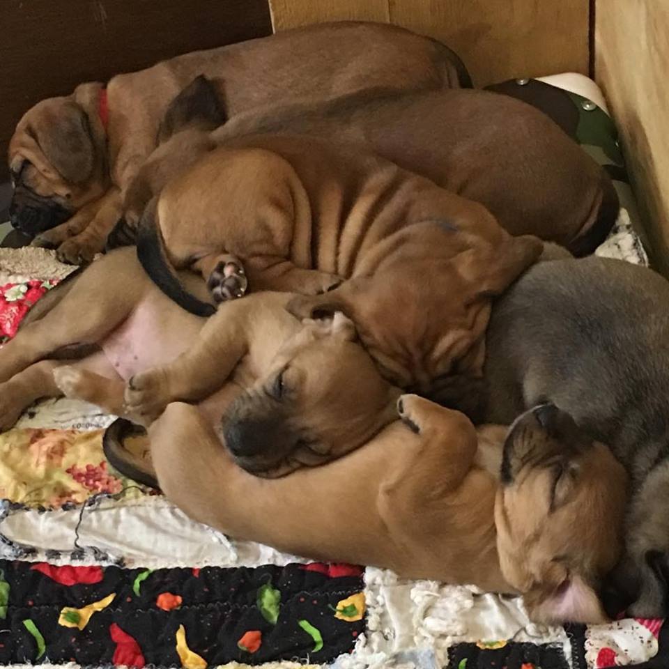 29543240_10155434021737405_5609617033863660872_n