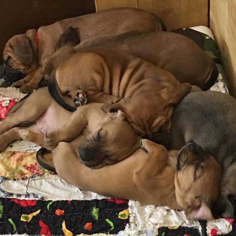 29543240_10155434021737405_5609617033863660872_n