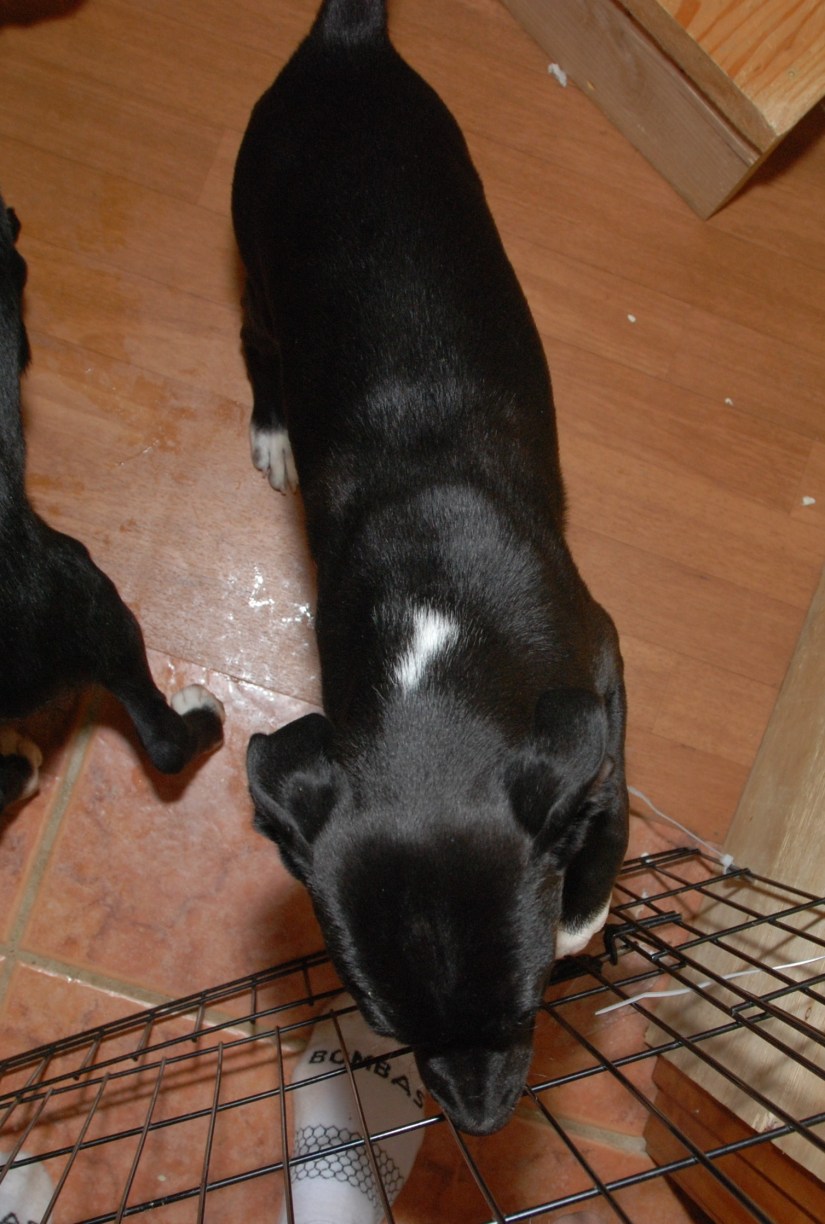 neck marking on oh sherry