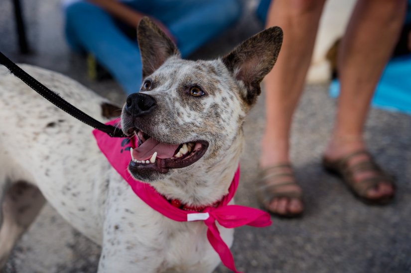 37611941_10215417853470765_8683261658656669696_o