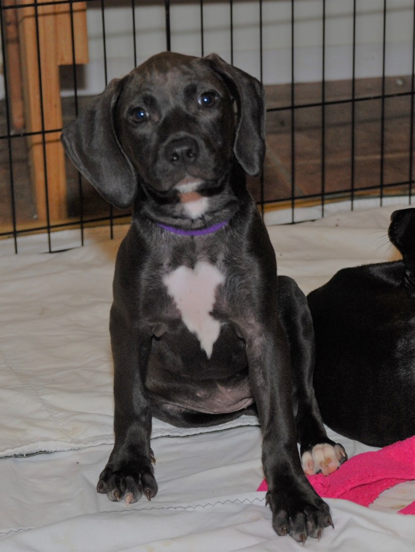 purple collar muffin