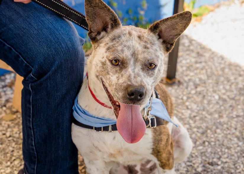 37426868_10215417839150407_9150599884812845056_o