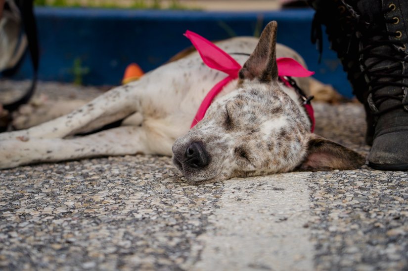 37663838_10215417869711171_478225109258076160_o