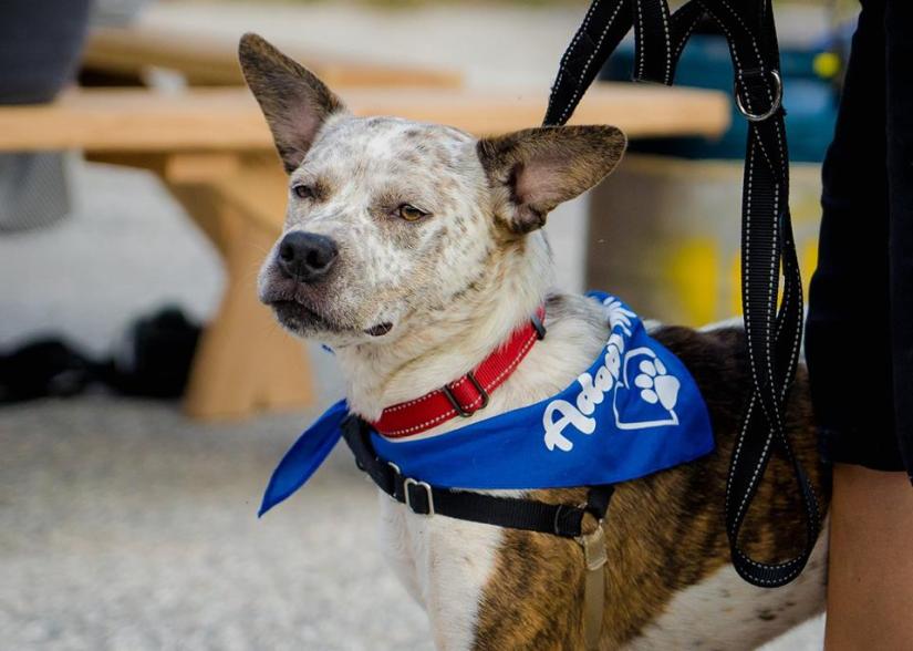 38825328_10215566511787130_7540191546306461696_n