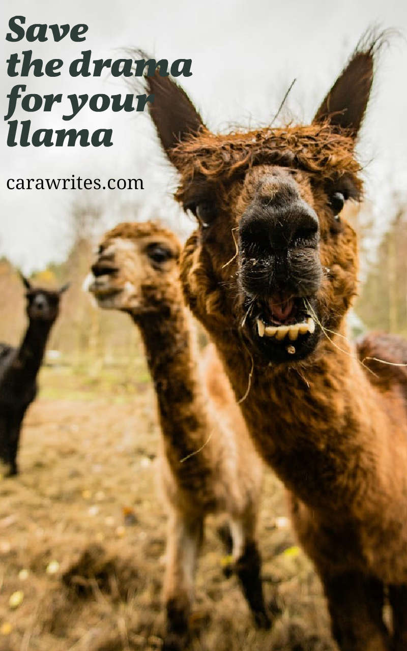 Save the drama for your llama