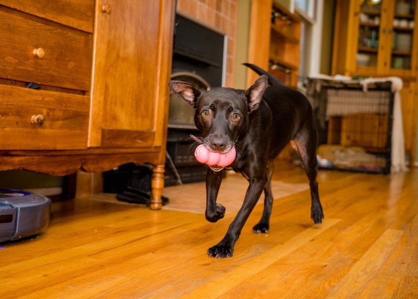 Dixieland and Flannery-14.jpg