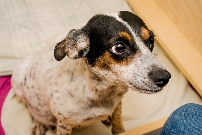 Dixieland and Flannery-3