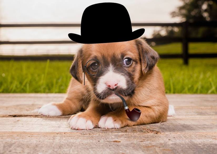 44332962_10216084902626577_320778304040730624_n