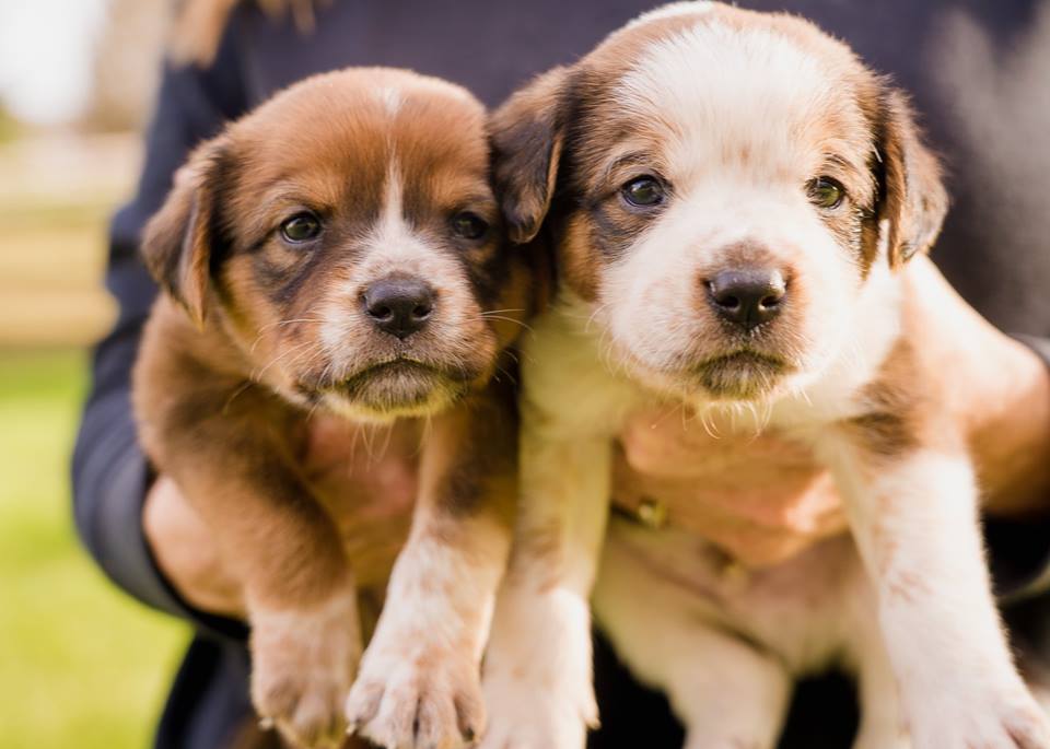 44416404_10216088132107312_1429263475707740160_n