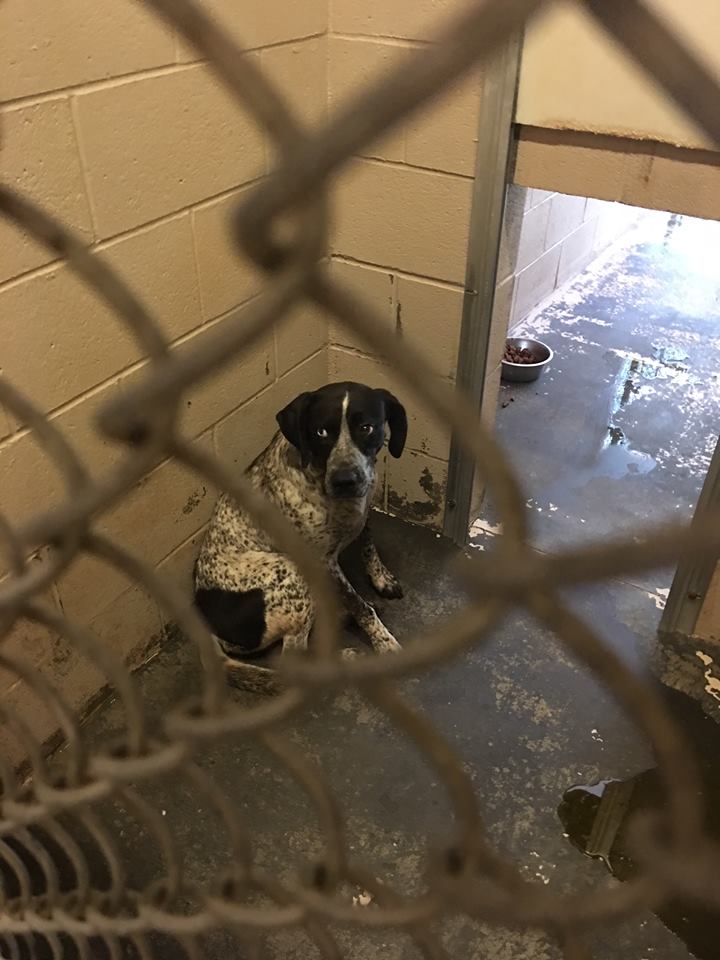 40352564_10155799784787405_6427890072858656768_n