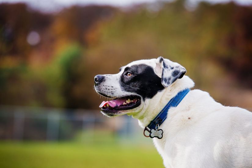 45306453_10216173285556095_2615596325479120896_o