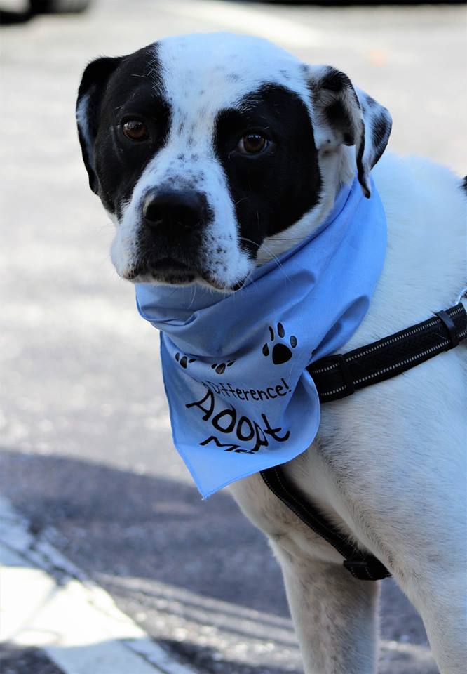 45882962_10218281363613403_7785211502033633280_n