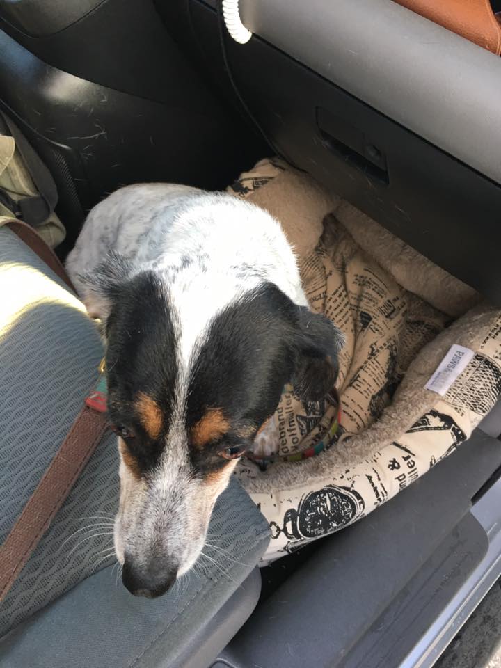 46804873_10155990017632405_6961956951034953728_n