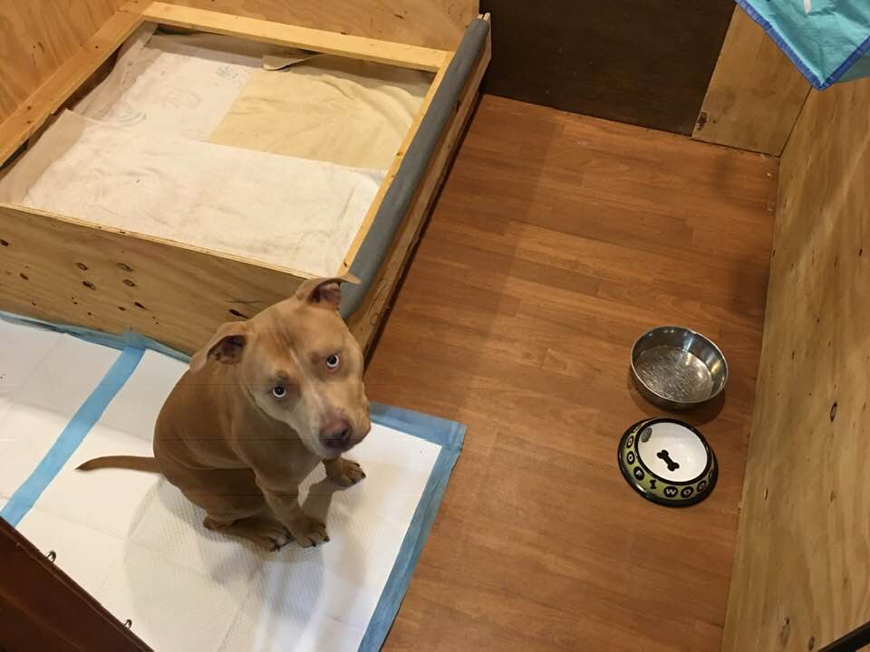 47455427_10156010233297405_5420152202456989696_n