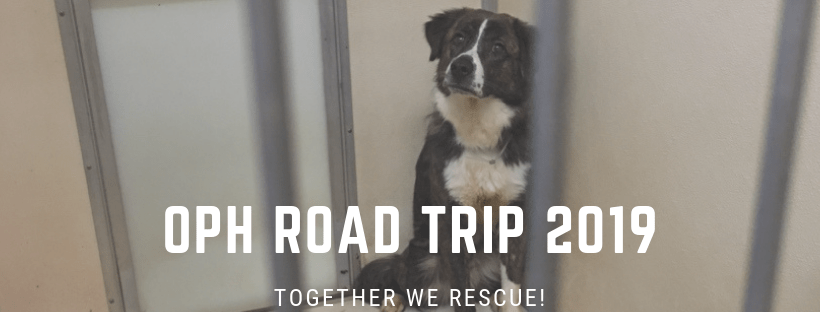 51599077_2261367667478100_8591888763464974336_n