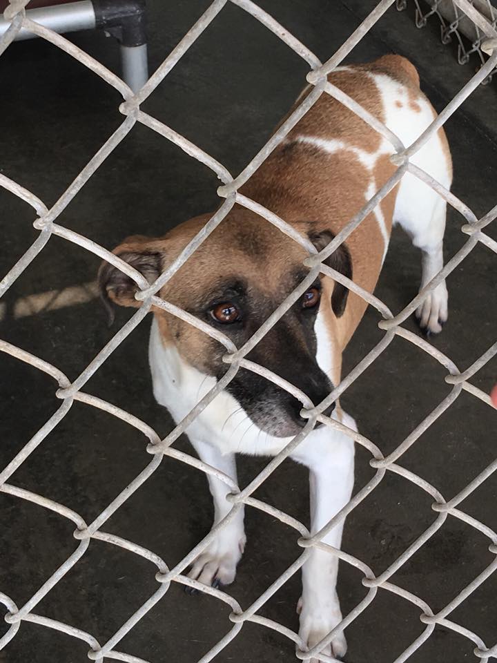 40361886_10155799822792405_3542949072572776448_n