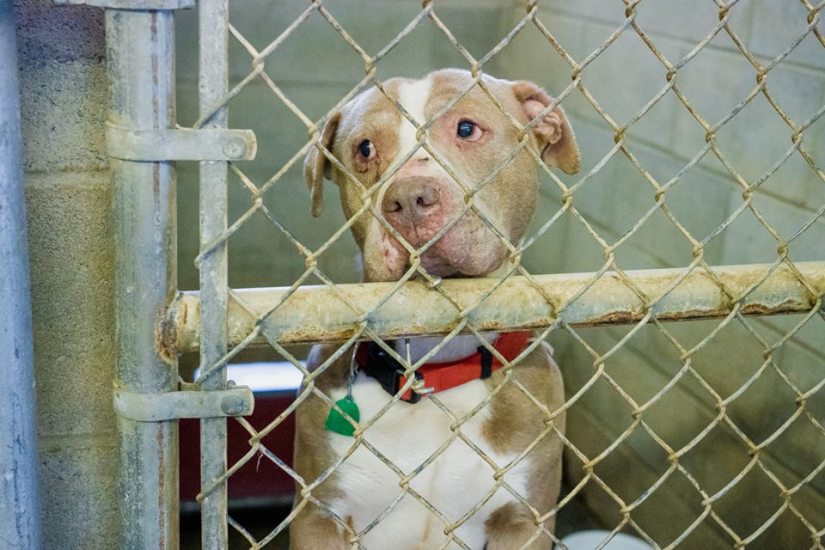 56737191_2294319924182874_3369446348163121152_n