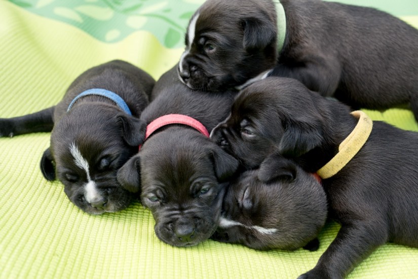 all toghter 2 weeks in pile