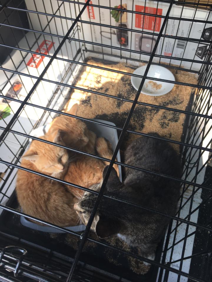 69182628_10156590567432405_3805522104372166656_n