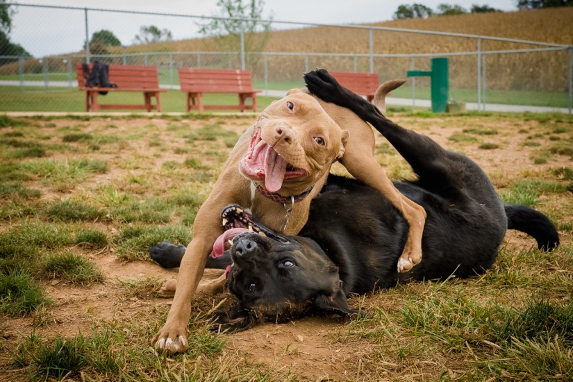 Dogpark-45
