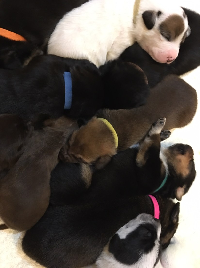 11-4 foster puppies