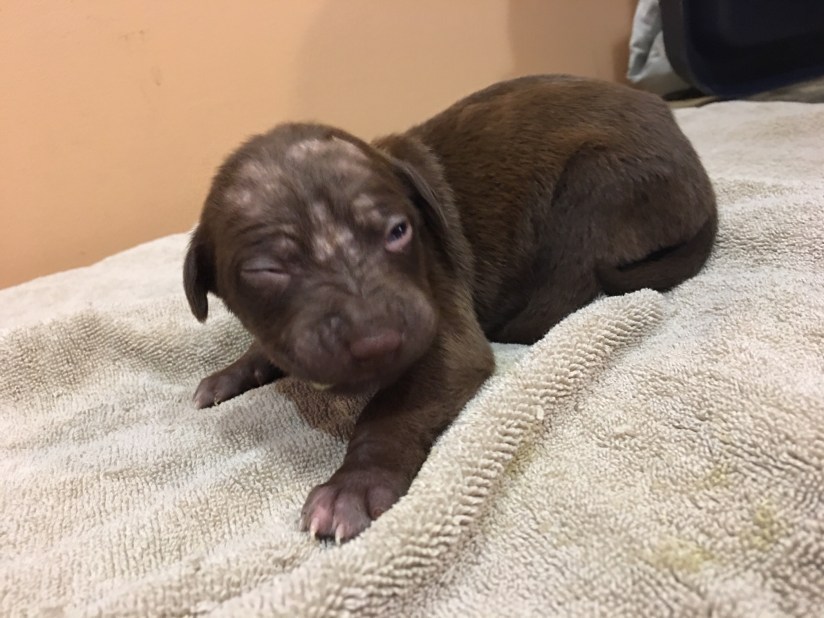 11-4 runt puppy with staph infection