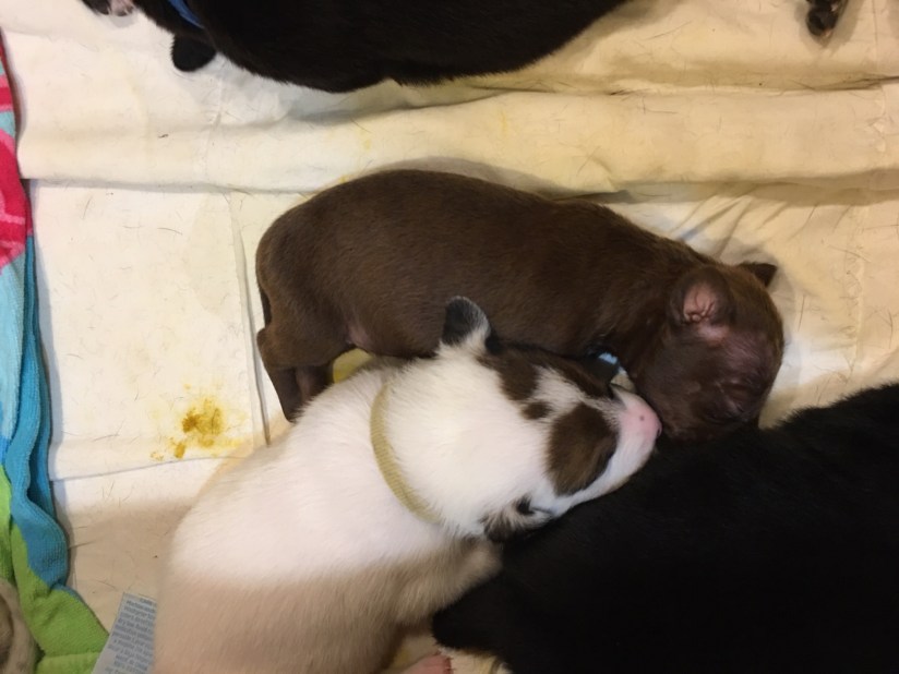 11-5 runt snuggled with big puppy