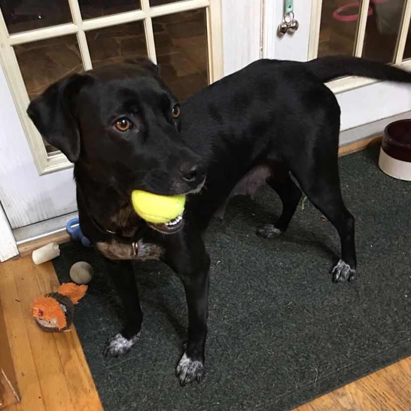 adoptable black lab