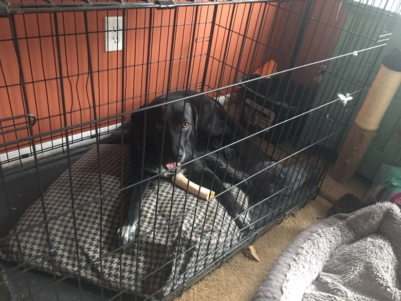 black lab in crate