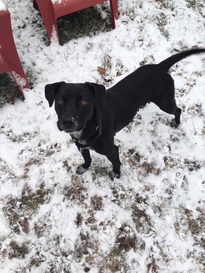 black lab mama in snow