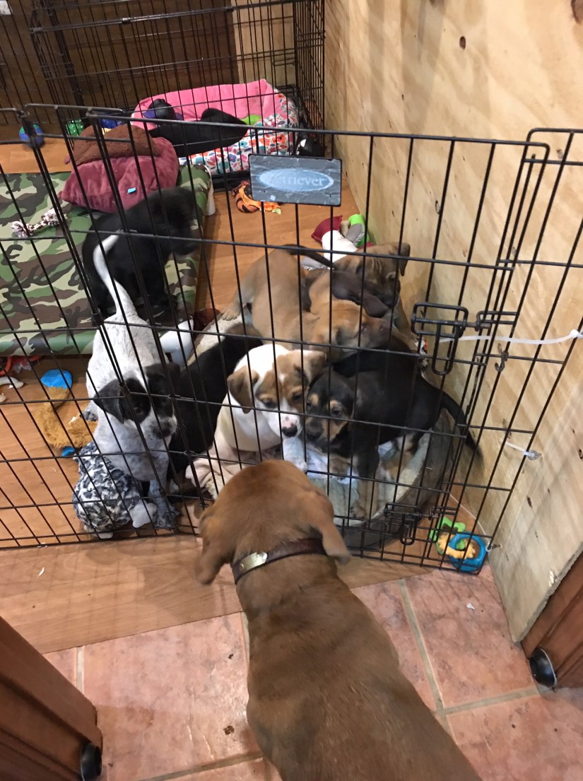 puppies meeting Fanny