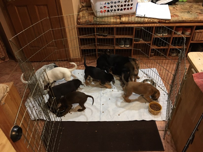puppy eating area