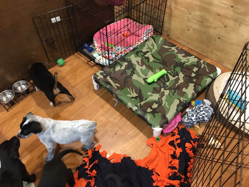 Puppy pen play area