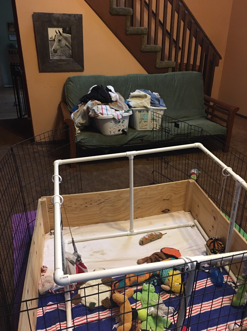 puppy play area