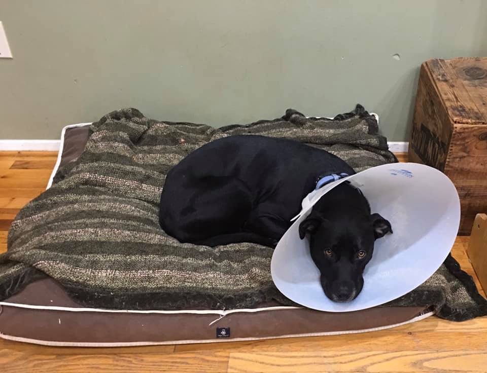 recovering from spay surgery