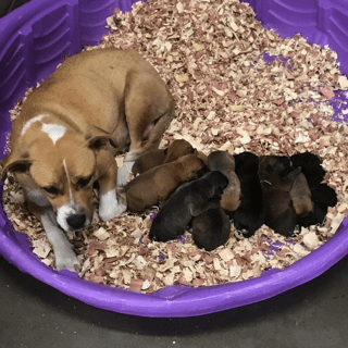 Embedded1585260787167