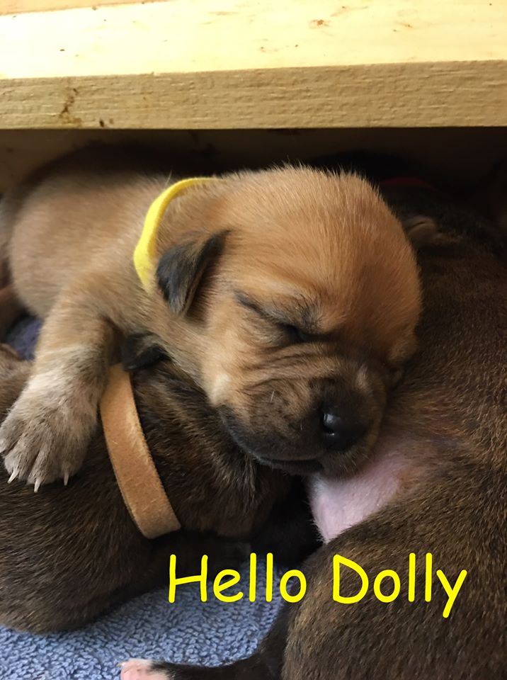 2 week old Dolly