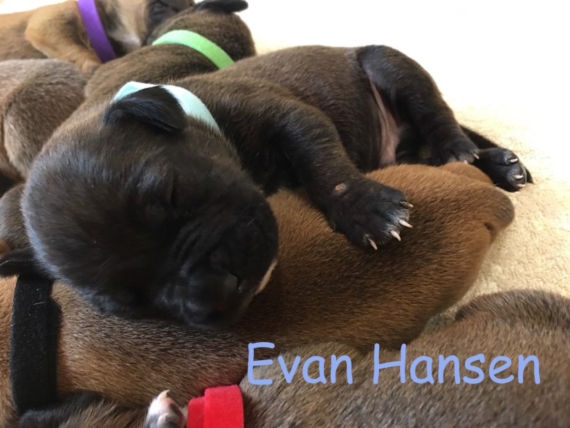 2 week old Evan Hansen