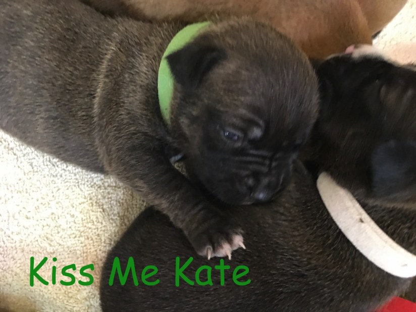 2 week old Kiss Me Kate