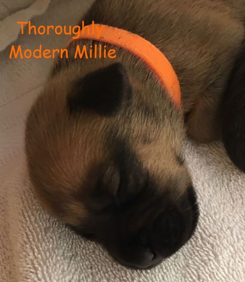 2 week old Millie