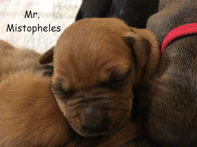 2 week old Mr. Mistopheles