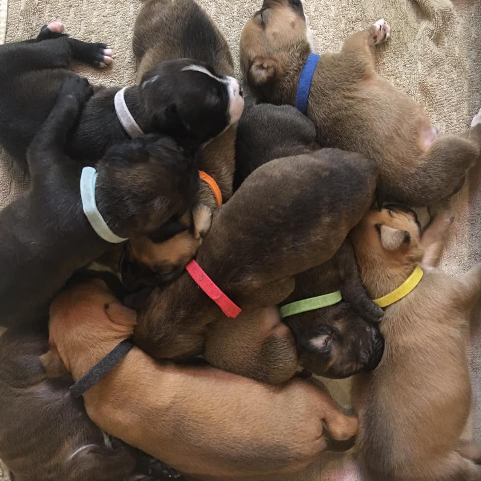 92811334_1387530191419089_6434125854271340544_n