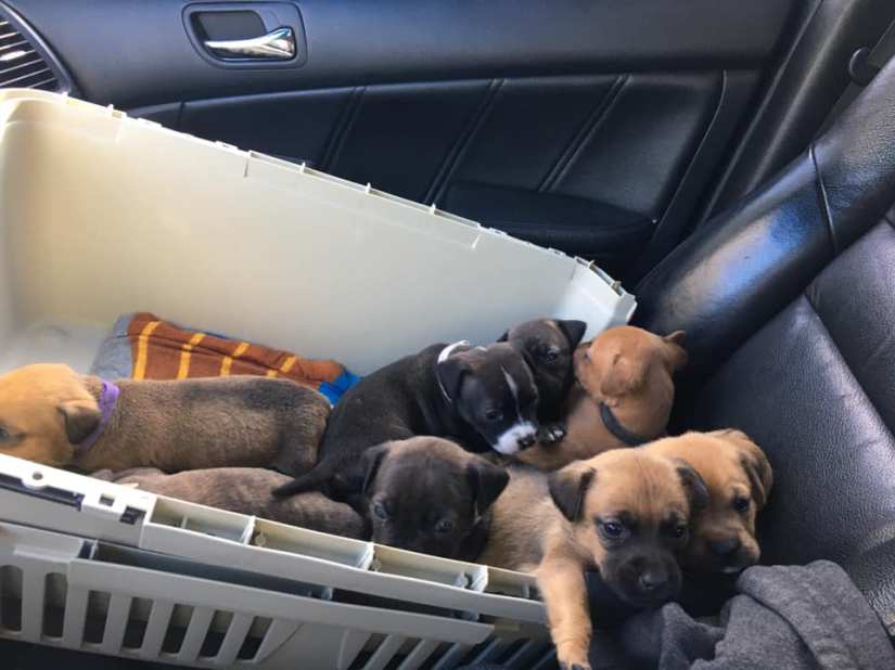 day 18 home from vet