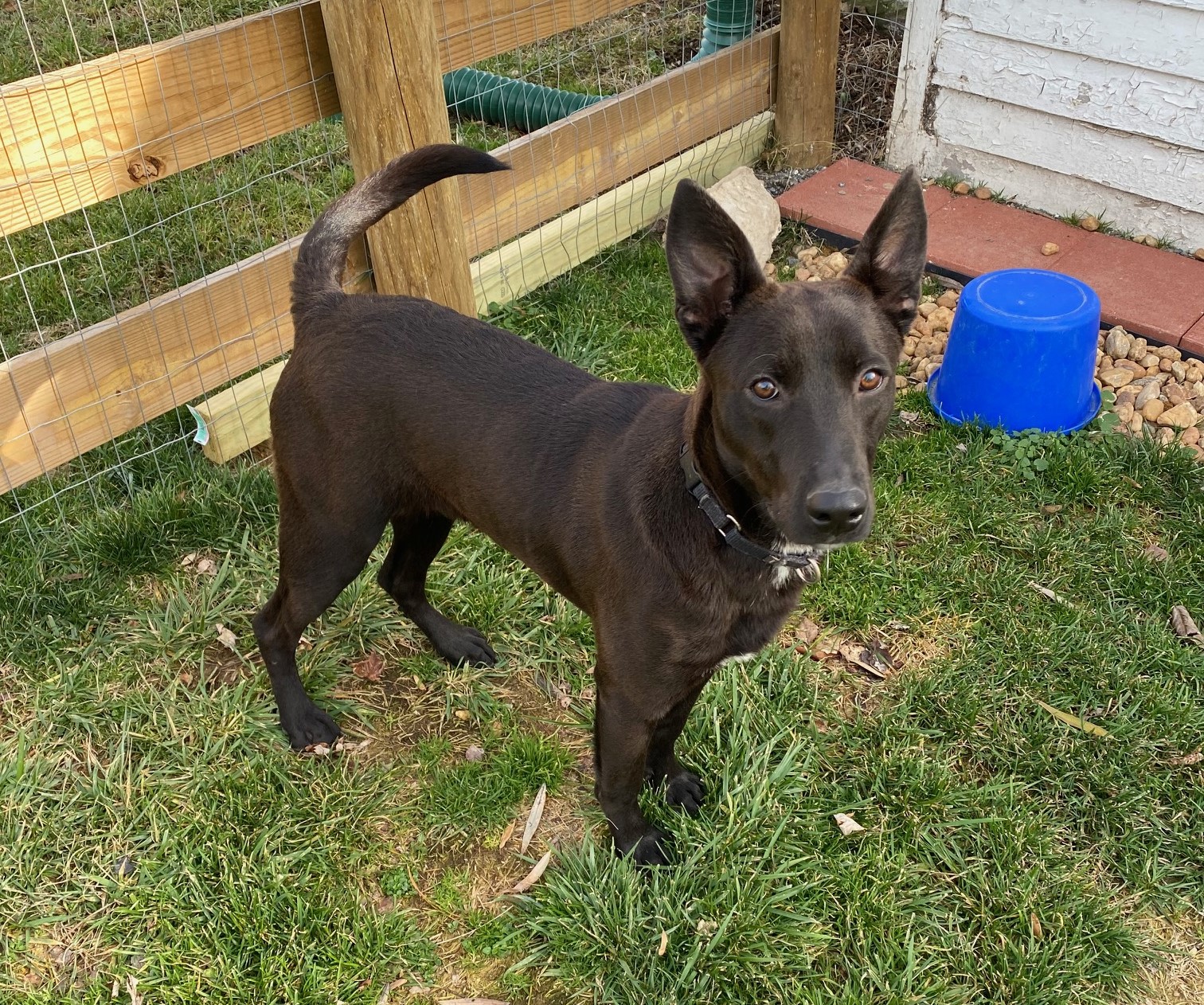 hound dogs – Another Good Dog™