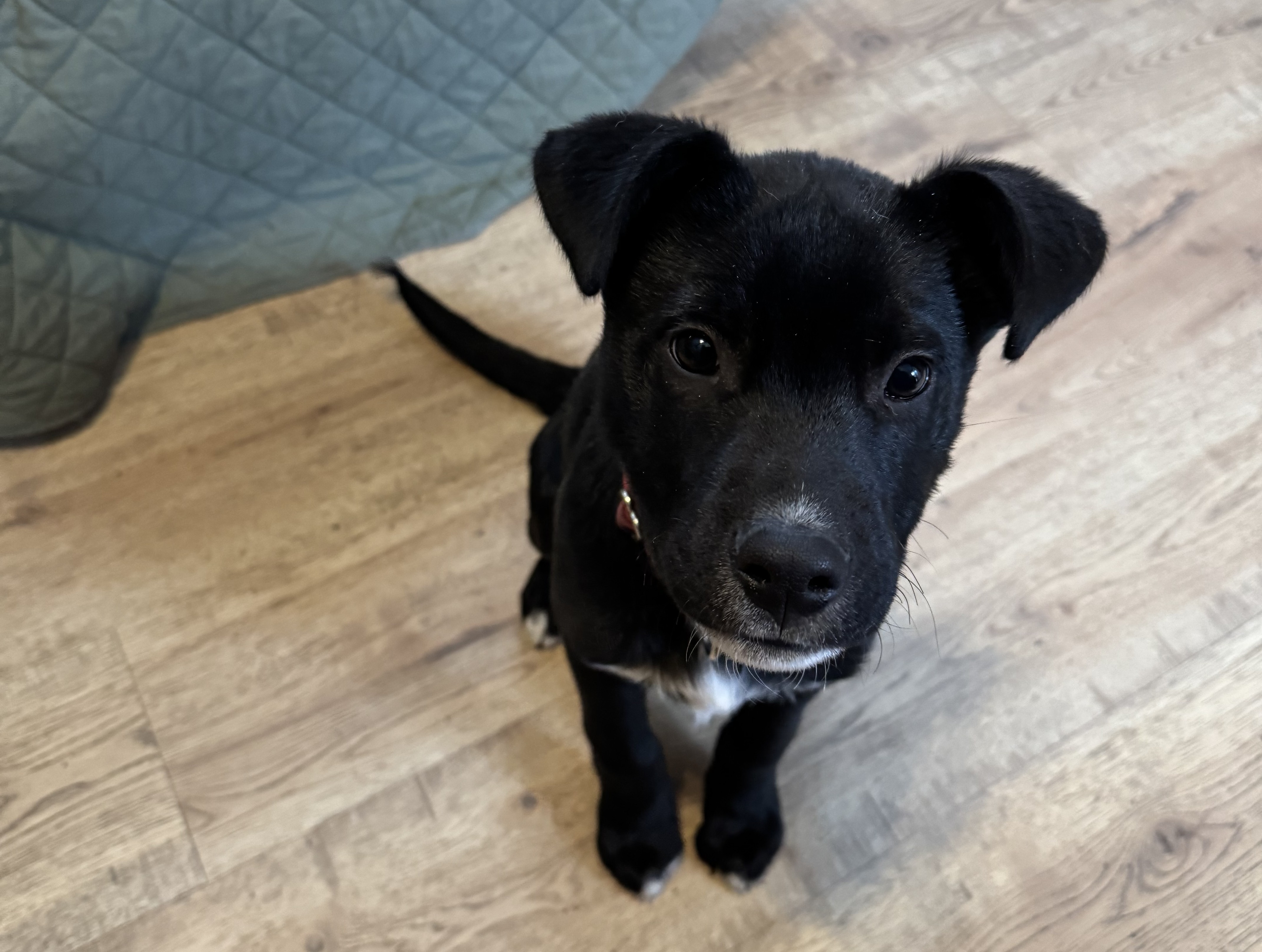 February 2025 – Another Good Dog™