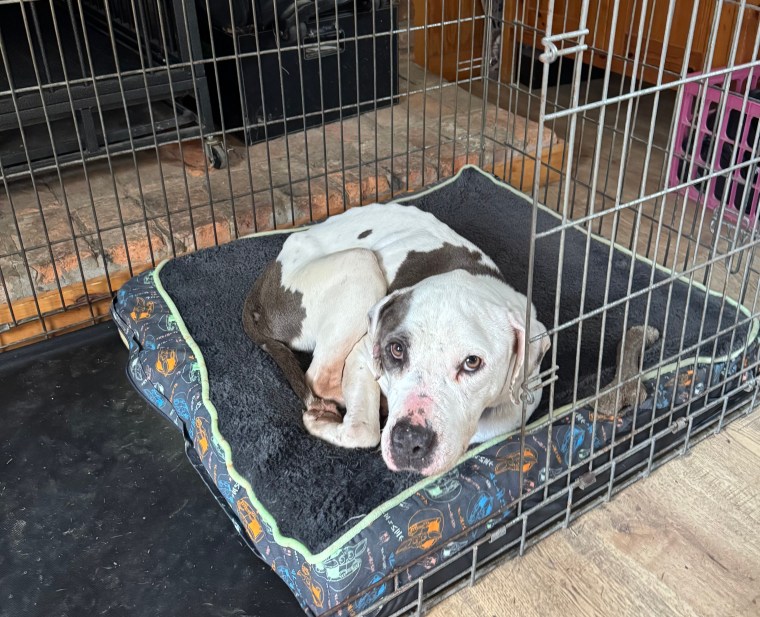 foster dog looking for secuirty