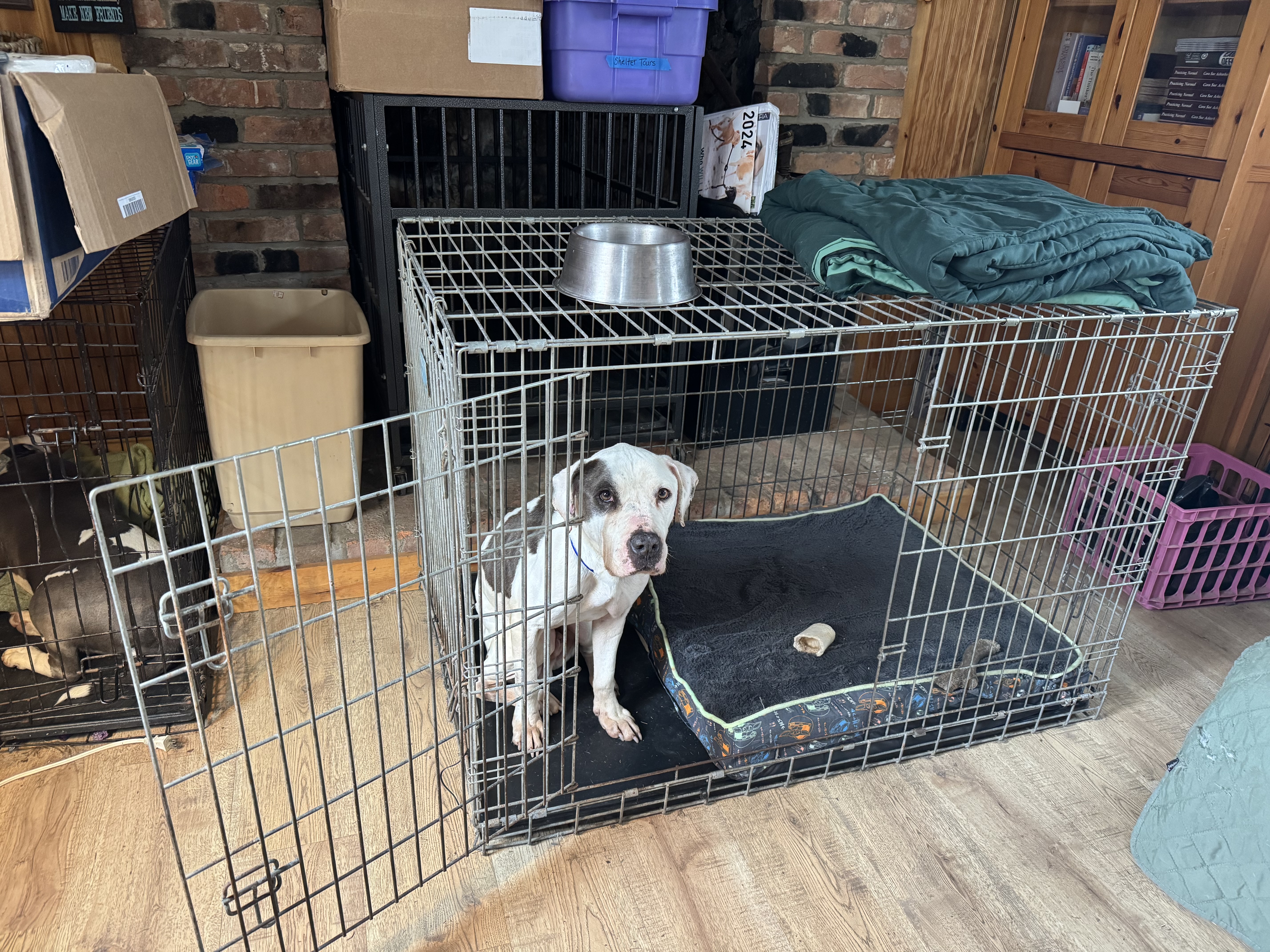 foster dog finding security in crate