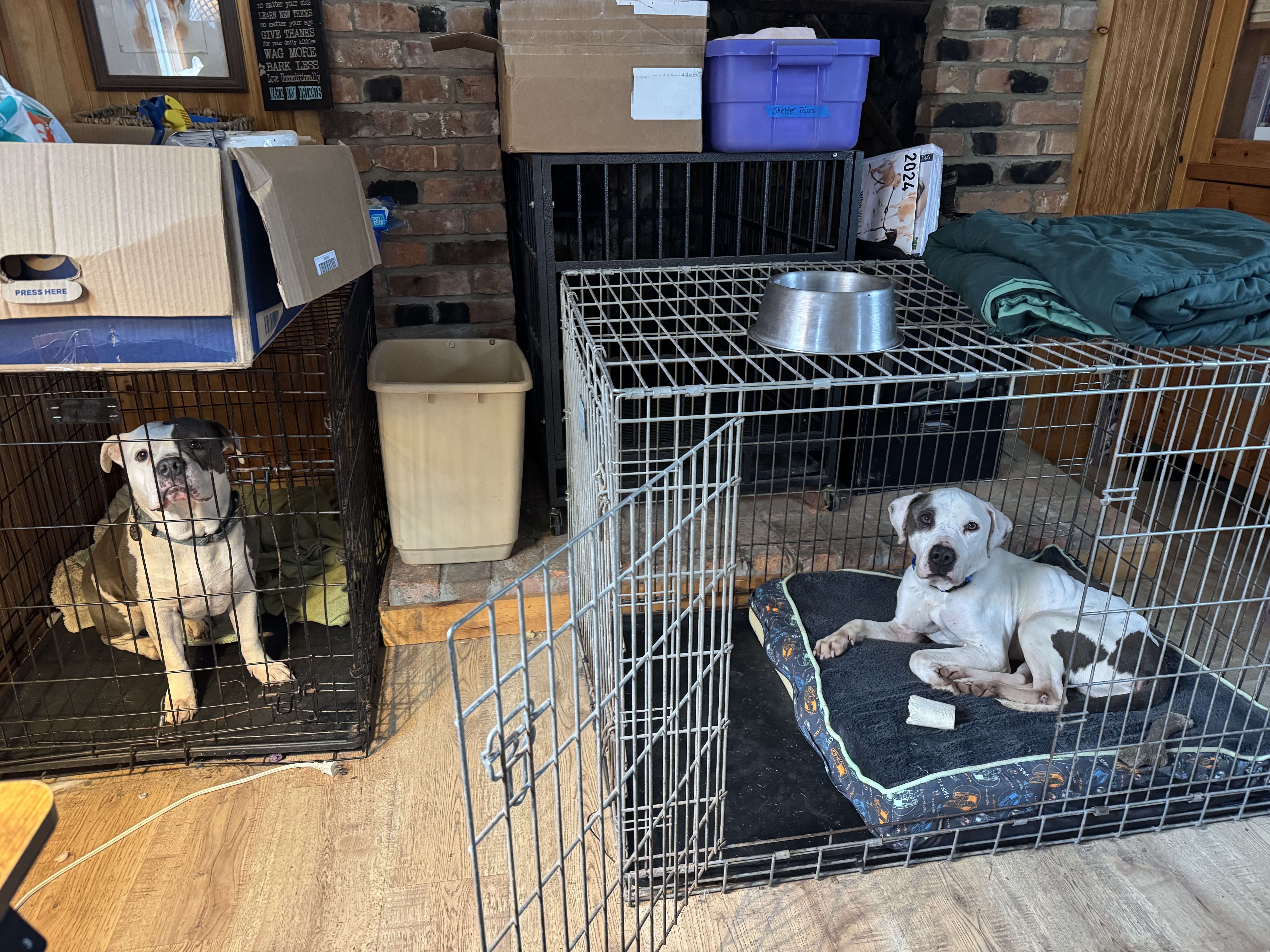 foster dog sleeping in crate